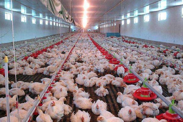 2018養(yǎng)白羽肉雞賺錢嗎?白羽肉雞養(yǎng)殖的利潤(rùn)與投資成本及前景預(yù)測(cè)