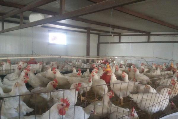 2018養(yǎng)白羽肉雞賺錢嗎?白羽肉雞養(yǎng)殖的利潤(rùn)與投資成本及前景預(yù)測(cè)