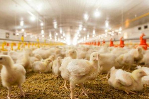 2018養(yǎng)白羽肉雞賺錢嗎?白羽肉雞養(yǎng)殖的利潤(rùn)與投資成本及前景預(yù)測(cè)