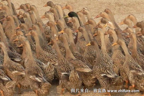 2018養蛋鴨賺錢嗎？蛋鴨養殖的利潤與投資成本及前景預測