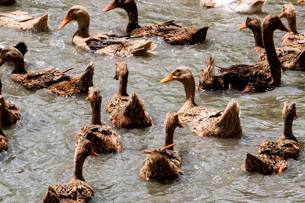2018養(yǎng)蛋鴨賺錢嗎？蛋鴨養(yǎng)殖的利潤與投資成本及前景預(yù)測
