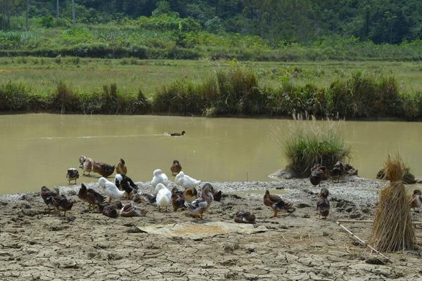 2018養(yǎng)蛋鴨賺錢嗎？蛋鴨養(yǎng)殖的利潤與投資成本及前景預(yù)測