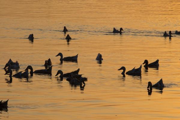 2018養(yǎng)蛋鴨賺錢嗎？蛋鴨養(yǎng)殖的利潤與投資成本及前景預(yù)測