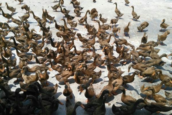 2018養(yǎng)蛋鴨賺錢嗎？蛋鴨養(yǎng)殖的利潤與投資成本及前景預(yù)測