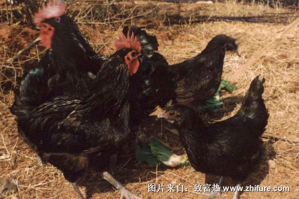 2018養綠殼蛋雞賺錢嗎?綠殼蛋雞養殖的利潤與投資成本及前景預測