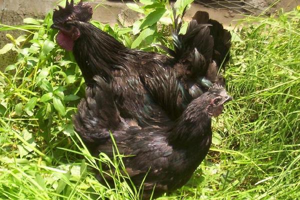 2018養綠殼蛋雞賺錢嗎？綠殼蛋雞養殖的利潤與投資成本及前景預測