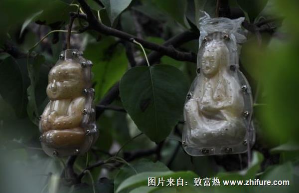 人參果模具價(jià)格多少錢