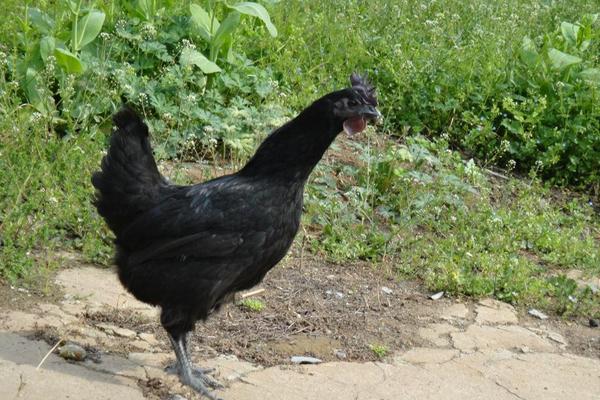 2018養綠殼蛋雞賺錢嗎？綠殼蛋雞養殖的利潤與投資成本及前景預測