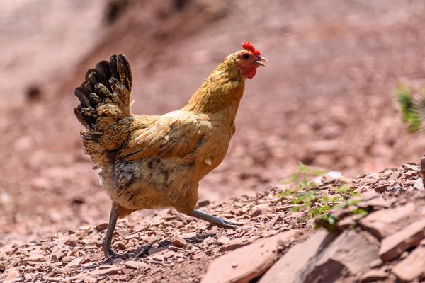 2018養蛋雞賺錢嗎?蛋雞養殖的利潤與投資成本及前景預測