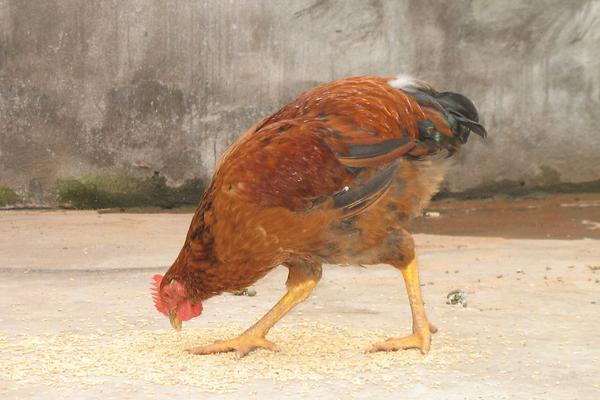 2018養蛋雞賺錢嗎?蛋雞養殖的利潤與投資成本及前景預測