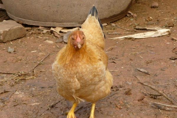 2018養蛋雞賺錢嗎?蛋雞養殖的利潤與投資成本及前景預測