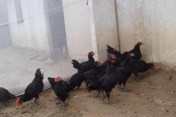 2018養蛋雞賺錢嗎?蛋雞養殖的利潤與投資成本及前景預測