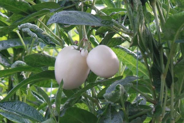 人參果的市場價格多少錢一斤