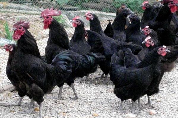 2018養綠殼蛋雞賺錢嗎？綠殼蛋雞養殖的利潤與投資成本及前景預測