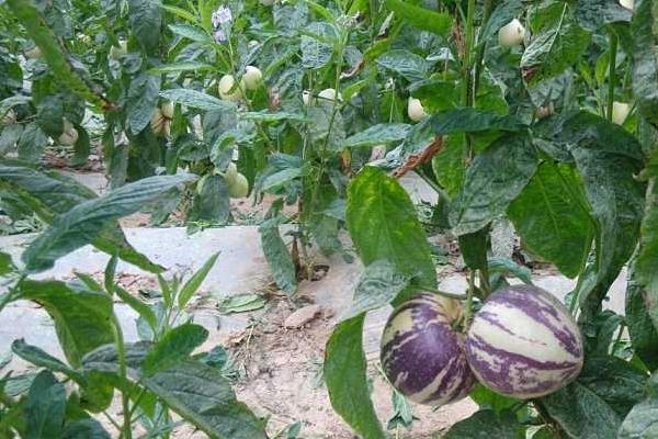 人參果的市場價格多少錢一斤