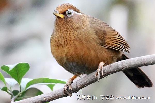 2018養畫眉賺錢嗎?畫眉養殖的利潤與投資成本及前景預測