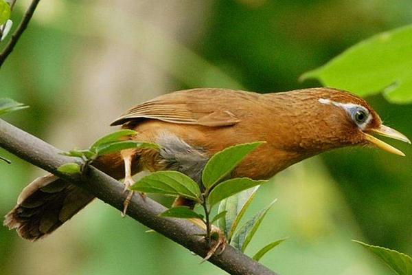 2018養畫眉賺錢嗎?畫眉養殖的利潤與投資成本及前景預測