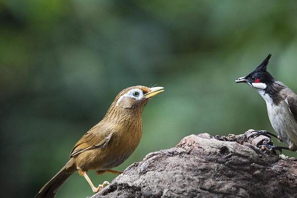 2018養畫眉賺錢嗎?畫眉養殖的利潤與投資成本及前景預測