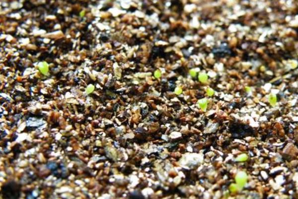 人參果的市場價格多少錢一斤