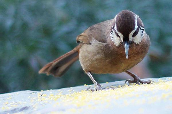 2018養畫眉賺錢嗎?畫眉養殖的利潤與投資成本及前景預測