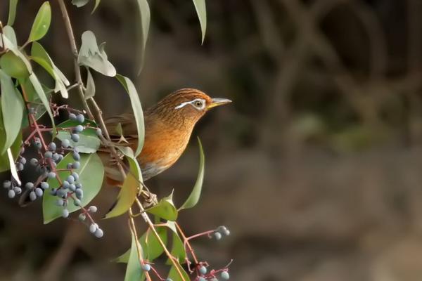 2018養畫眉賺錢嗎?畫眉養殖的利潤與投資成本及前景預測