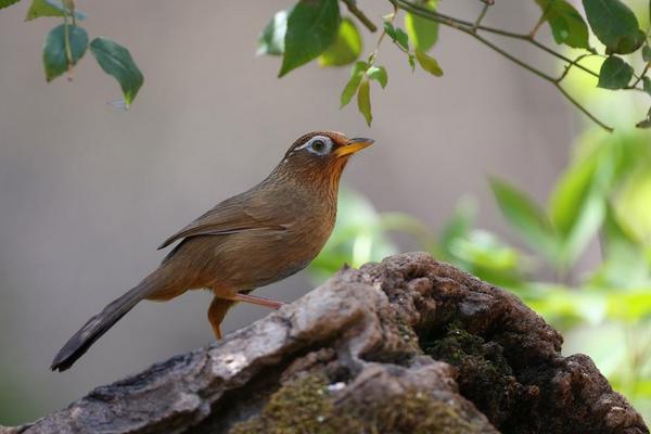 2018養畫眉賺錢嗎?畫眉養殖的利潤與投資成本及前景預測
