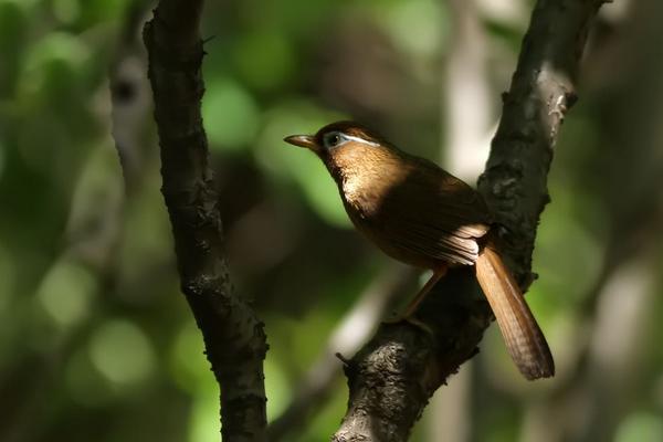 2018養畫眉賺錢嗎?畫眉養殖的利潤與投資成本及前景預測