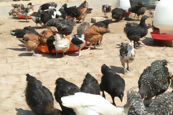 2018養綠殼蛋雞賺錢嗎？綠殼蛋雞養殖的利潤與投資成本及前景預測