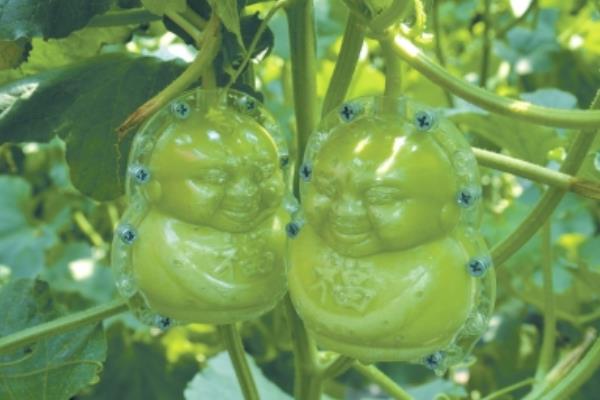 人參果模具價(jià)格多少錢