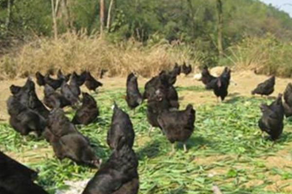 2018養綠殼蛋雞賺錢嗎？綠殼蛋雞養殖的利潤與投資成本及前景預測