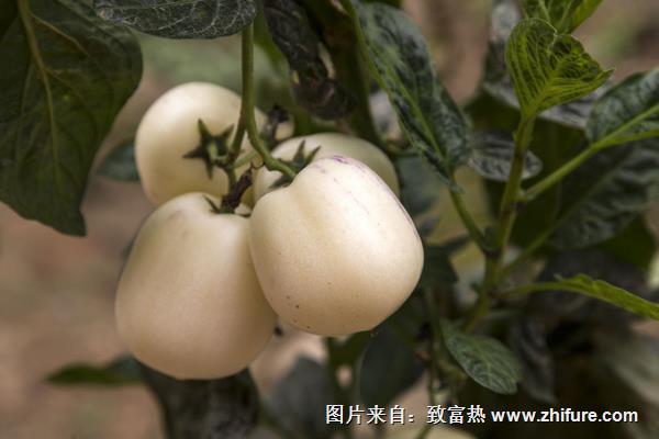 人參果怎么吃（圖解步驟）