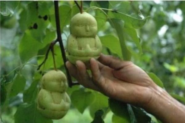 夢見人參果代表什么意思