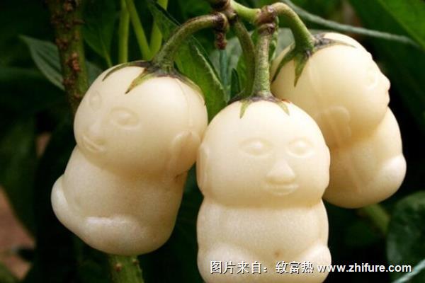 人參果價格多少錢一斤