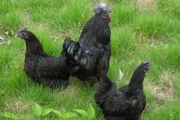 2018養綠殼蛋雞賺錢嗎？綠殼蛋雞養殖的利潤與投資成本及前景預測