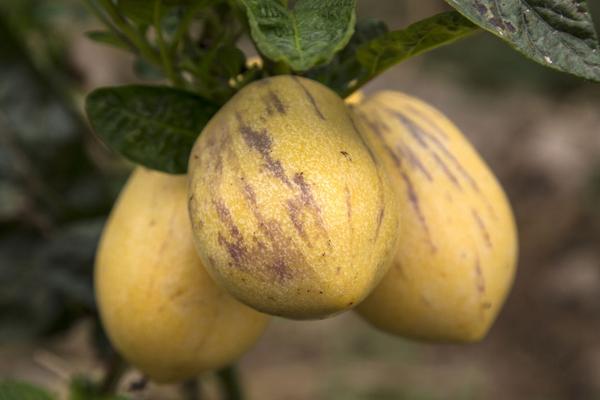 人參果的皮可以吃嗎