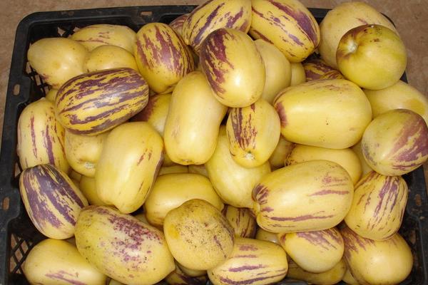 人參果價格多少錢一斤