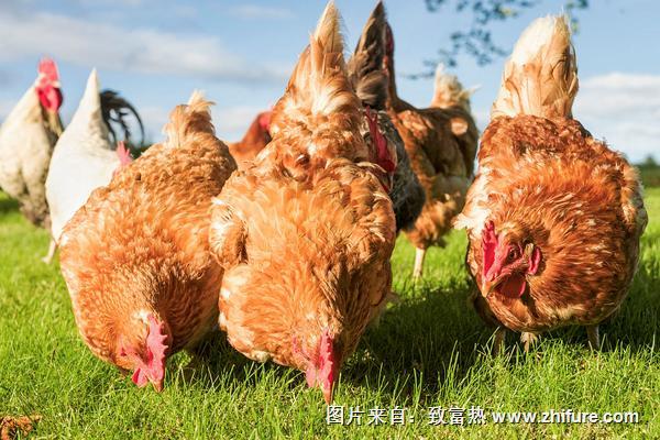 2018養(yǎng)蛋雞賺錢嗎？蛋雞養(yǎng)殖的利潤與投資成本及前景預測