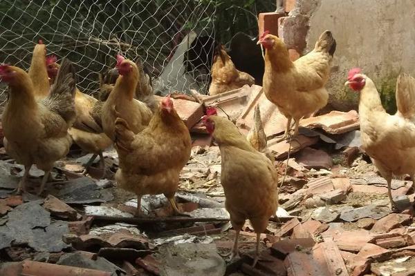 2018養蛋雞賺錢嗎?蛋雞養殖的利潤與投資成本及前景預測