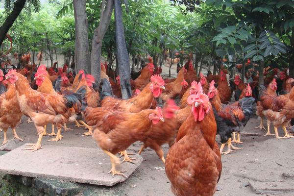 2018養蛋雞賺錢嗎?蛋雞養殖的利潤與投資成本及前景預測