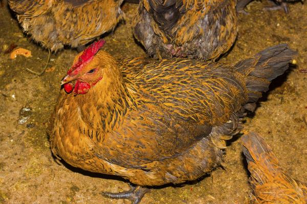 2018養蛋雞賺錢嗎?蛋雞養殖的利潤與投資成本及前景預測