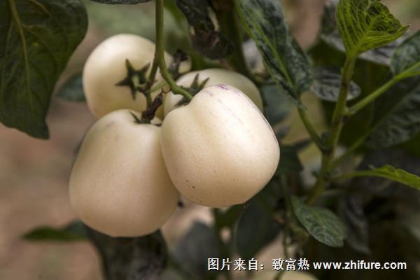 人參果盆景怎么種