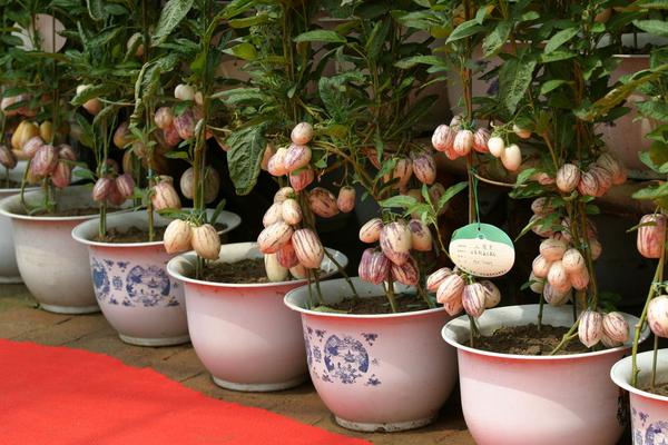 人參果盆景怎么種