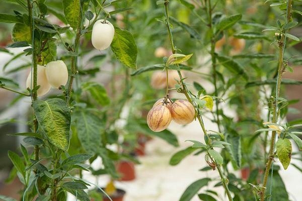 人參果盆景怎么種