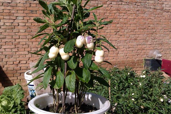 人參果盆景怎么種