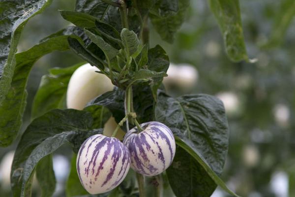 人參果的熱量是多少