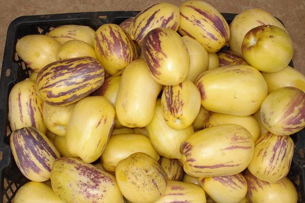 人參果什么時(shí)候成熟