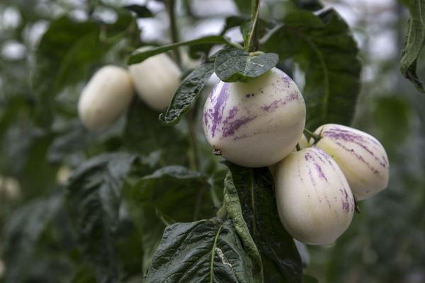 人參果是什么味道