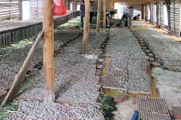 大棚養(yǎng)蠶技術(shù)