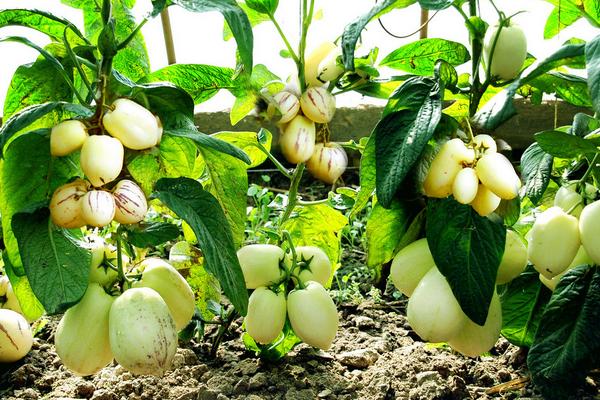 人參果是什么味道