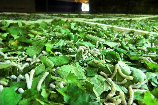 大棚養(yǎng)蠶技術(shù)